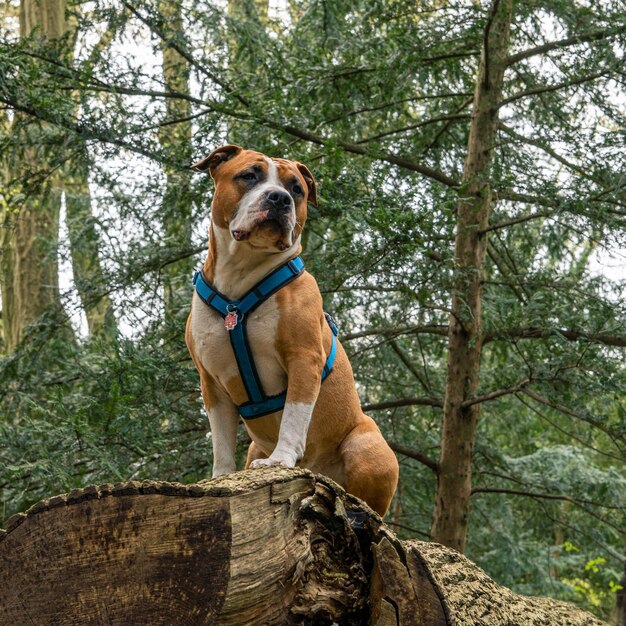 Photo portrait of an american staffordshire terrier