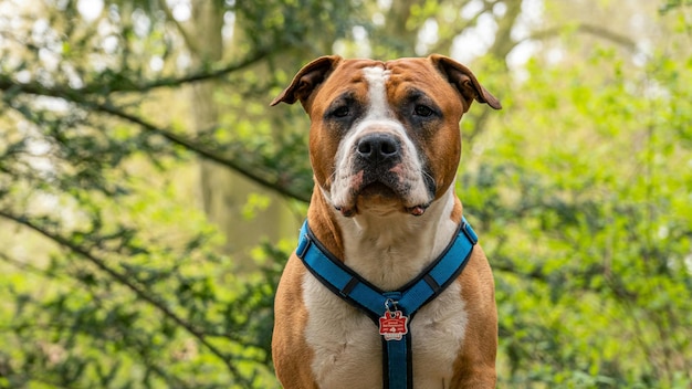 Photo portrait of an american staffordshire terrier