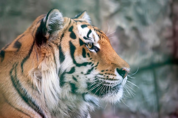 Portrait of the Amur tiger licking