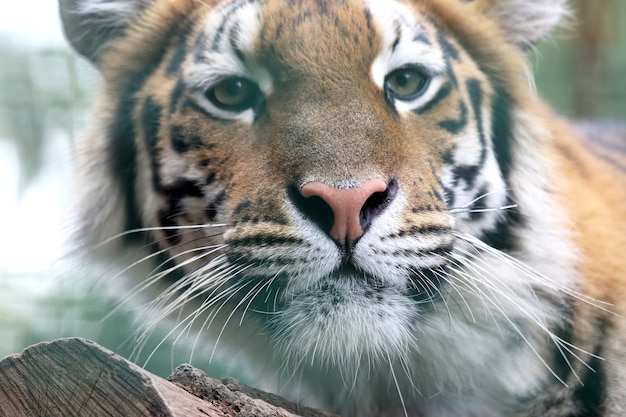 Portrait of Amur tiger