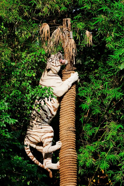 Photo portrait of amur tigers