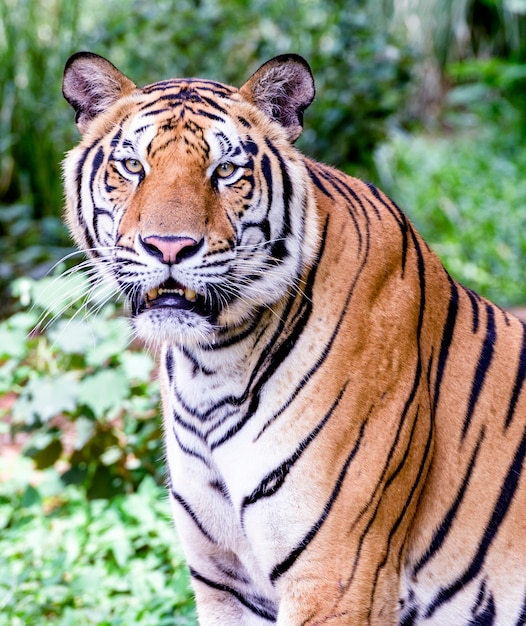 Portrait of Amur Tigers