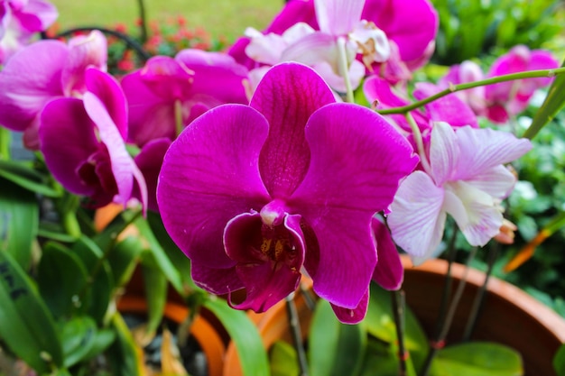 Portrait of anggrek dendrobium or dendrobium orchid