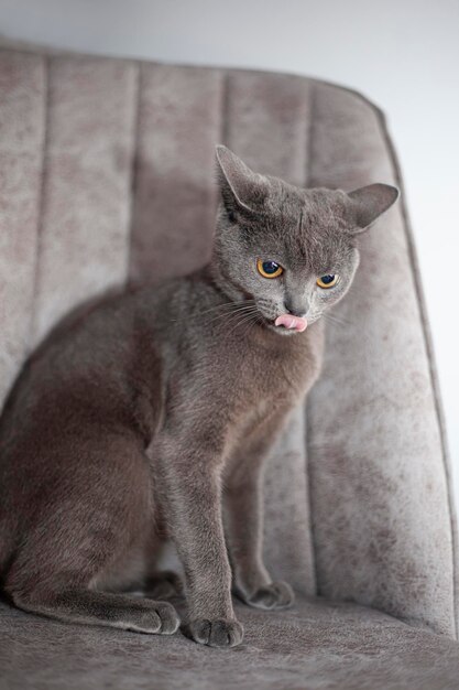 Foto ritratto di un gatto britannico a pelo corto arrabbiato su uno striscione grigio