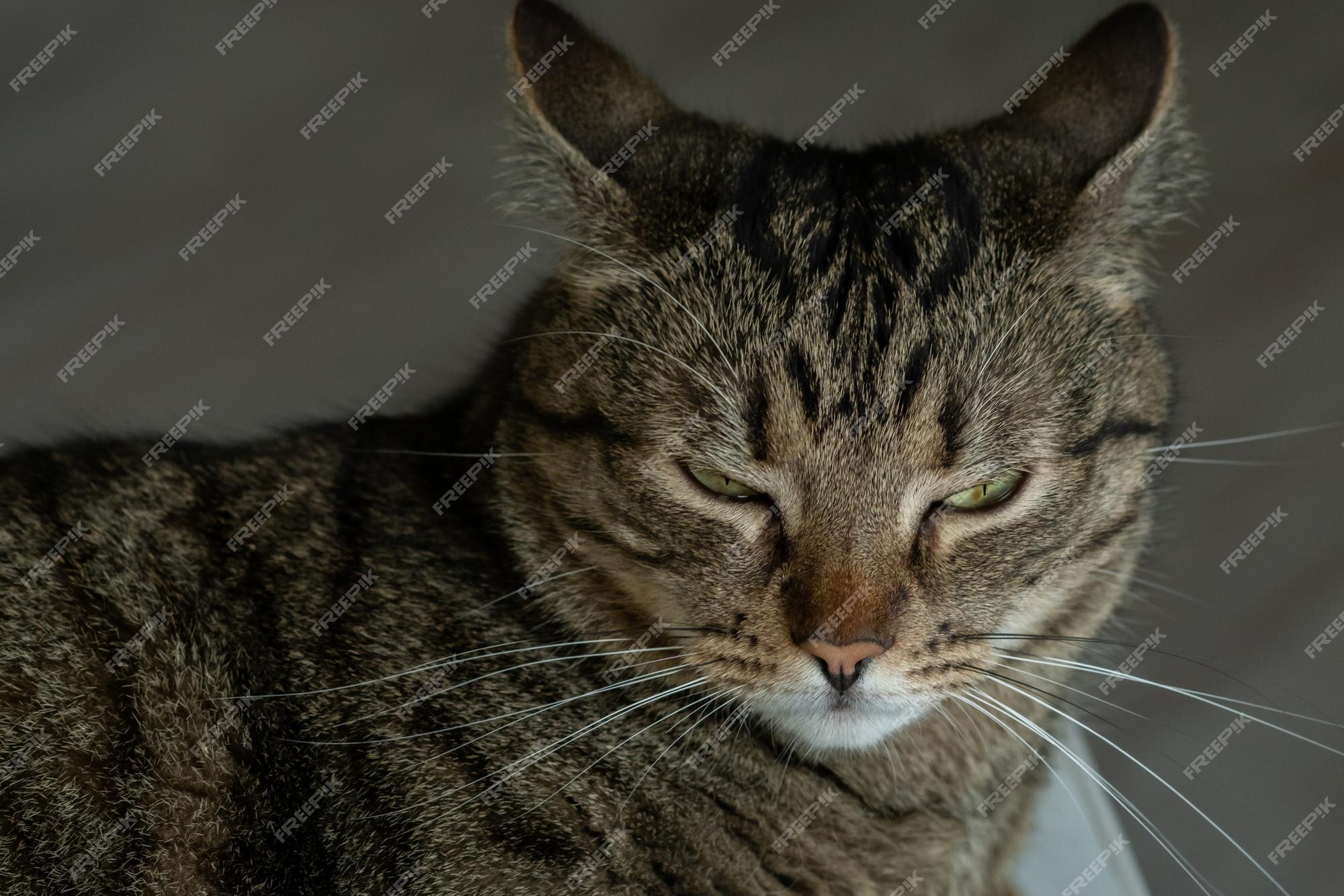 Premium Photo Angry cat face portrait close up