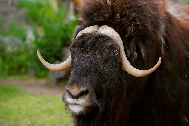 Portrait of an angry musk ox with big horns 