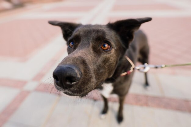 Portrait of animal. Black mongrel dog in the city street