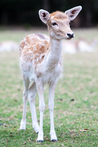 Portrait of an animal on field