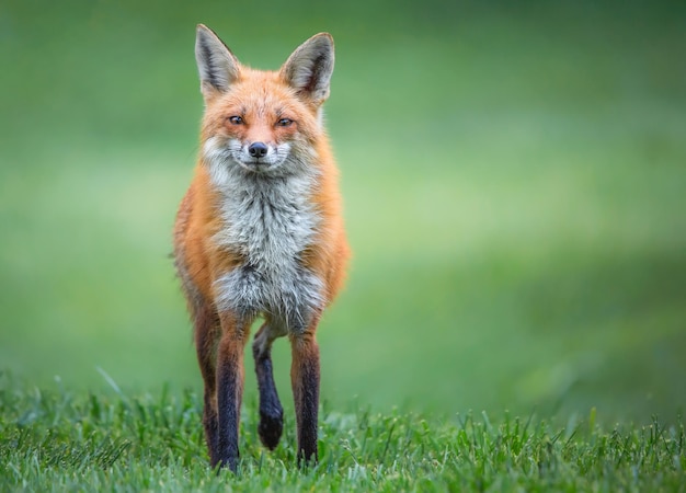 野原の動物の肖像画