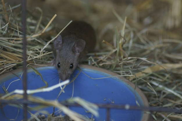 Foto ritratto di un animale a terra