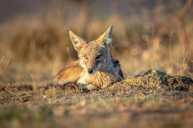 Photo portrait of an animal on land