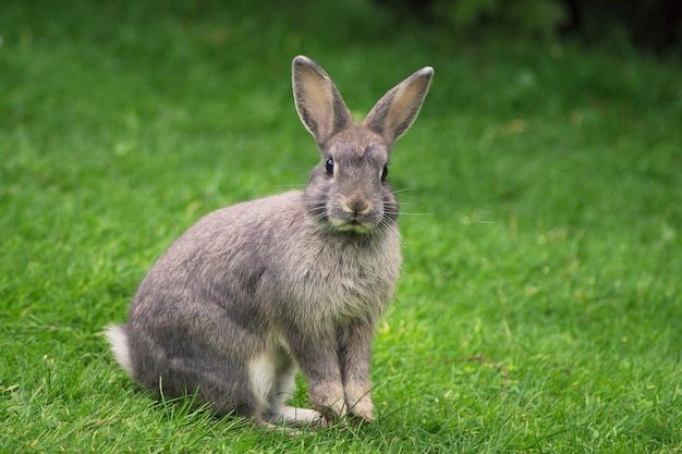 Portrait of an animal on land