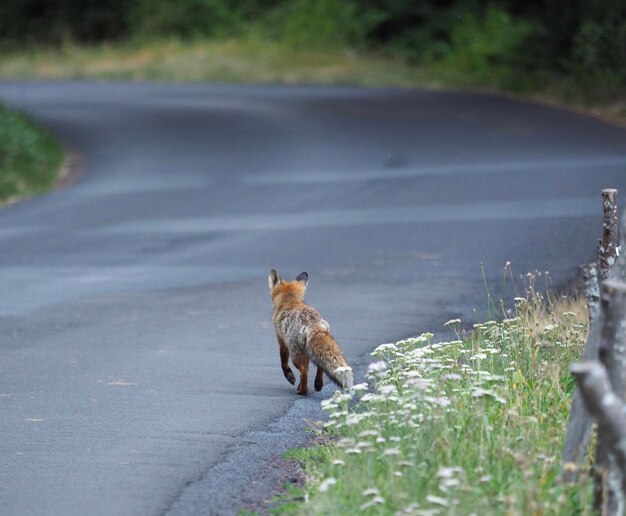 Portrait of an animal on road