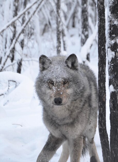 Photo portrait of an animal on snow covered field