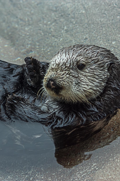 動物の肖像画