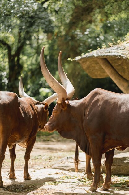 Foto il ritratto di ankolewatusi