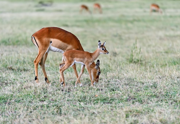 Photo portrait of antelope impala in avfikanskoy savannah