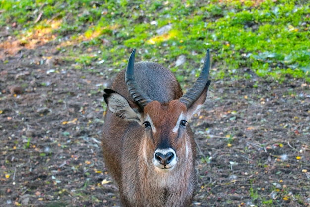 풀밭에서 waterbuck 영양의 초상화