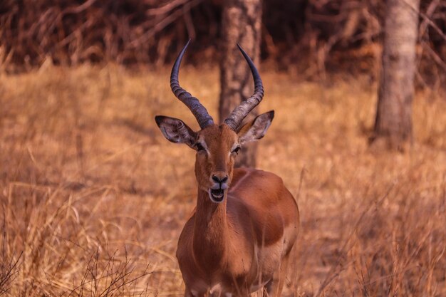 Photo portrait of antilope in field