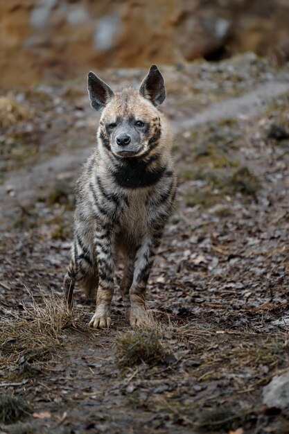 Portrait of Arabian striped hyaena