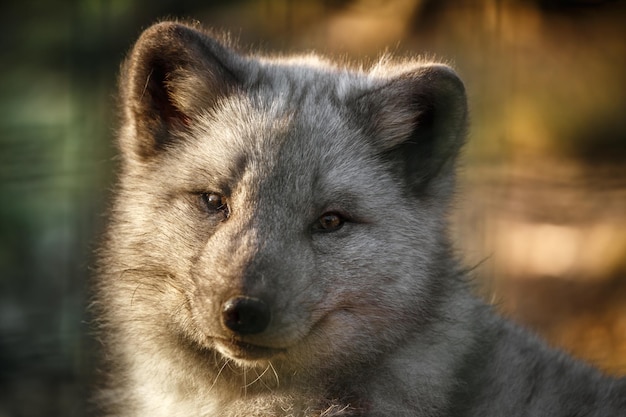 Photo portrait of arctic fox