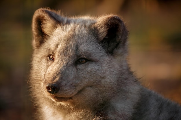 Portrait of Arctic fox