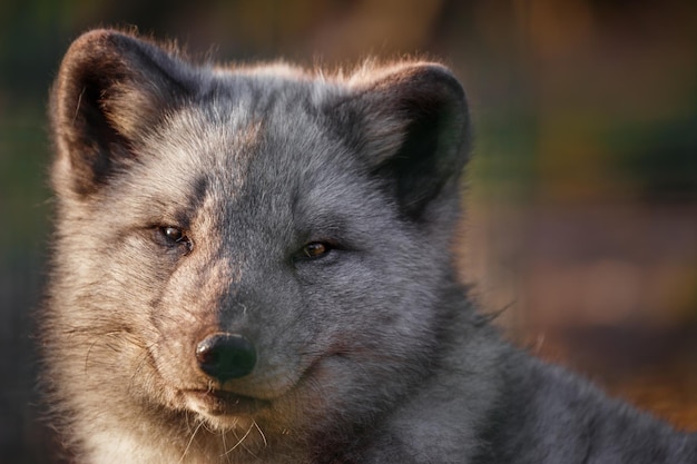 Portrait of Arctic fox