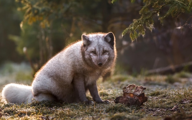 Portrait of Arctic fox