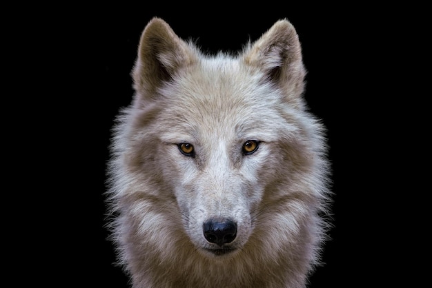 Portrait of arctic wolf isolated on black background Polar wolf
