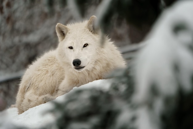 Foto ritratto di un lupo artico nella neve