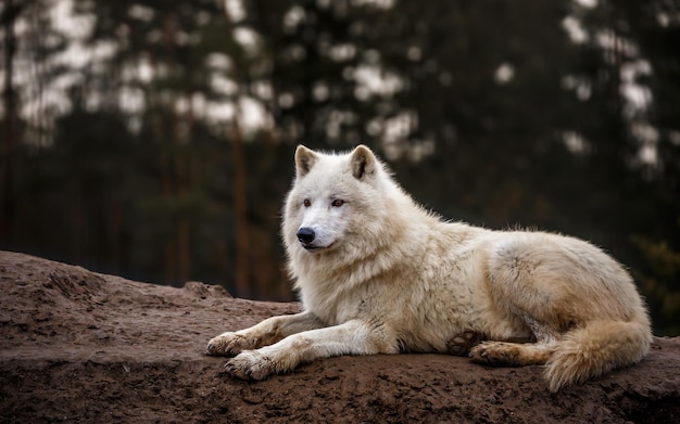 Portrait of Arctic wolf