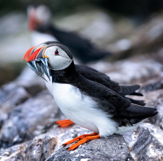 Portrait of an Atlantic puffin with fishes in  beak. Sea bird standing on a cliff in nature on the Farne Islands, England, North Sea