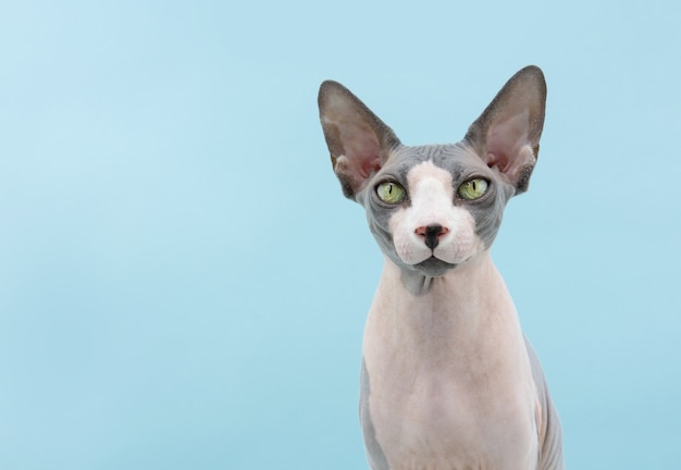 Portrait attentive sphynx cat. Isolated on blue colored surface.