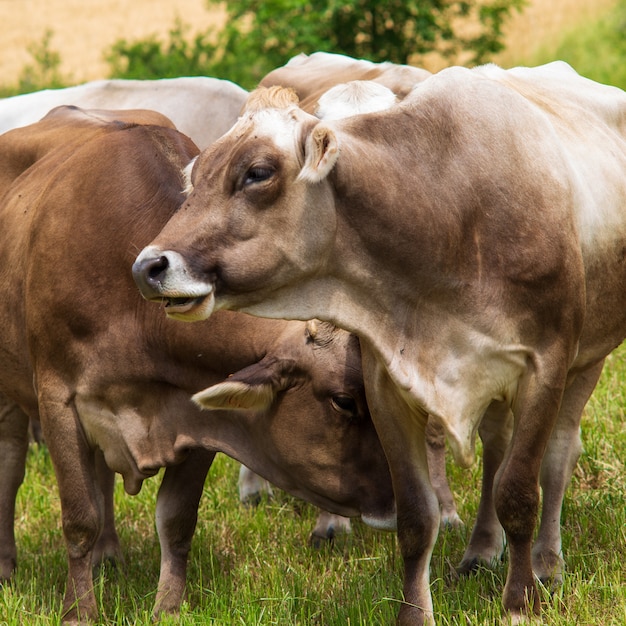 Portrait of Aubrac cows in the meadow