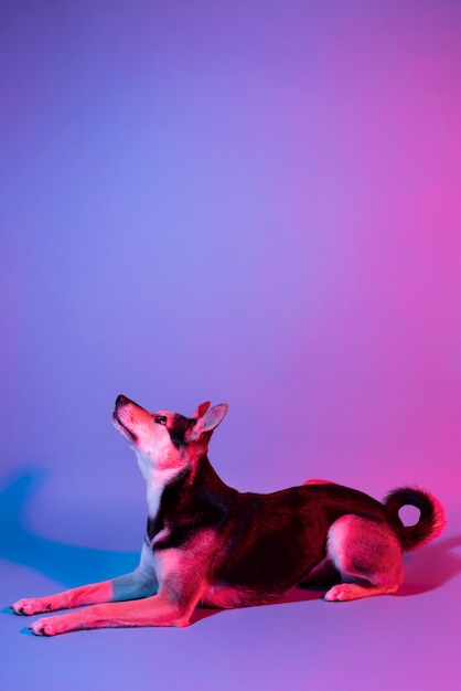 Photo portrait of australian kelpie dog in gradient lighting