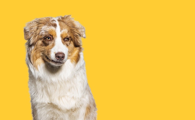 Ritratto di un cane da pastore australiano che fa una faccia su uno sfondo giallo