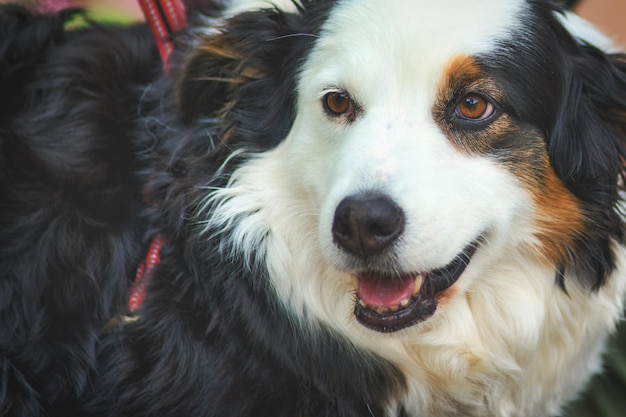 Portrait of an Australian Shepherd Dog