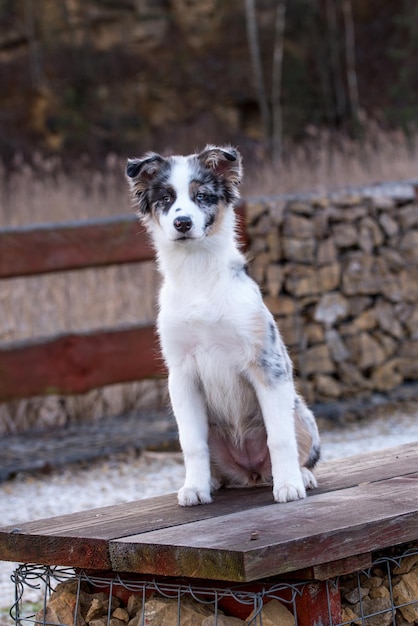 portrait of the Australian Shepherd Puppy dog