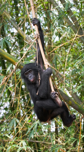 Ritratto di un bambino bonobo. repubblica democratica del congo. parco nazionale di lola ya bonobo.