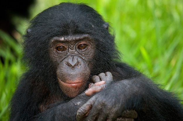 아기 보노보의 초상화입니다. 콩고 민주 공화국. Lola Ya Bonobo 국립 공원.