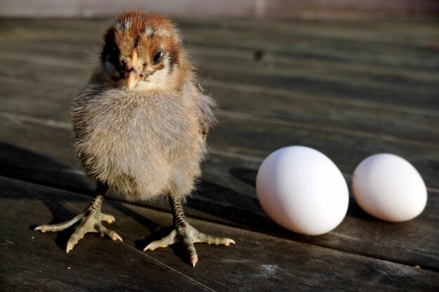 Photo portrait of baby chicken with eggs on boardwalk