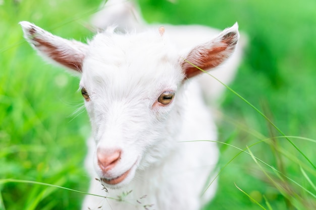 Portrait of baby goat on the green field