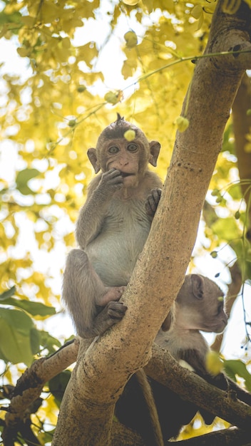 Portrait baby macaque on a cassia fistula tree branch in\
thailand south east asia yellow flowers of spring happiness\
background concept