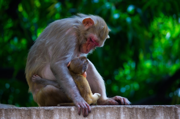 Ritratto di un cucciolo di scimmia macaco rhesus che beve latte materno