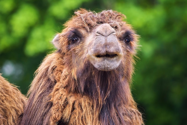 Portrait of a bactrian camel