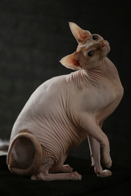 Premium Photo | Portrait of a bald cat. the sphynx cat breed is hairless animals  without hair. high quality photo