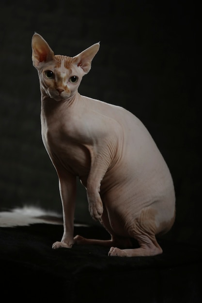 Premium Photo | Portrait of a bald cat. the sphynx cat breed is hairless animals  without hair. high quality photo