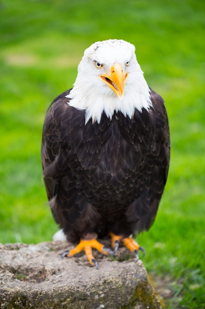 Ritratto di un'aquila calva sull'erba.