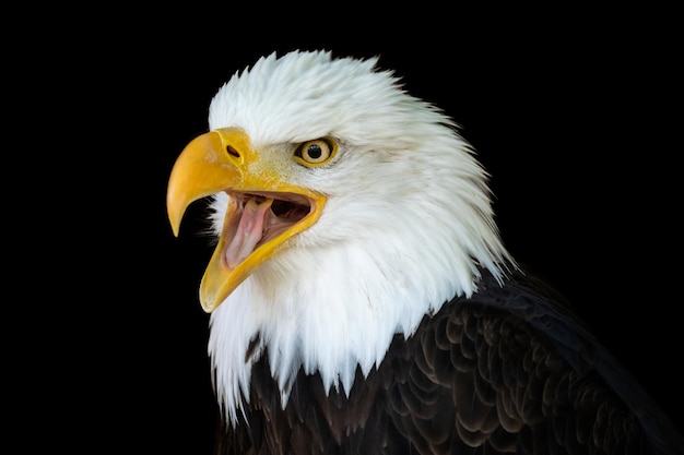 Portrait of a bald eagle Haliaeetus leucocephalus with an open beak isolated on black background