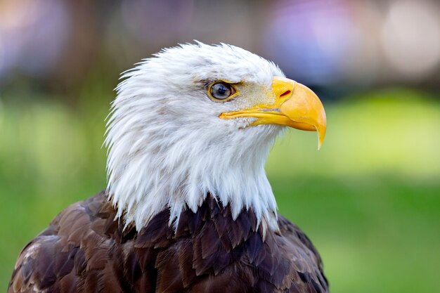 Portrait of a bald eagle in nature